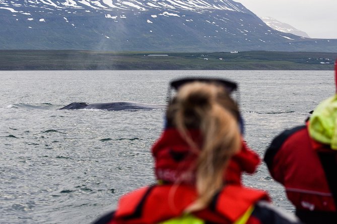 Whale Watching from Downtown Akureyri - The café, photographs, and small comforts