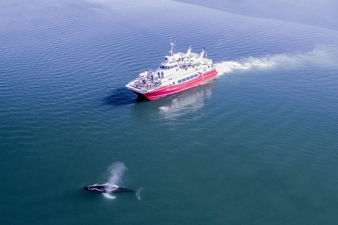 Whale Watching from Downtown Akureyri - Searching Eyjafjord for humpback whales