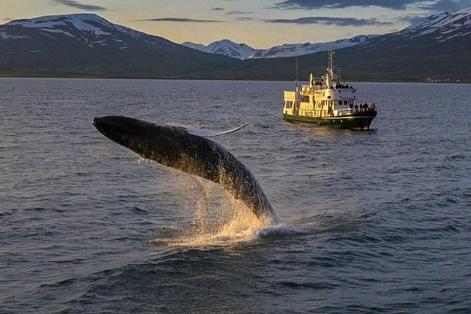 Whale Watching from the Heart of Akureyri - Leaving central Akureyri for Eyjafjörður