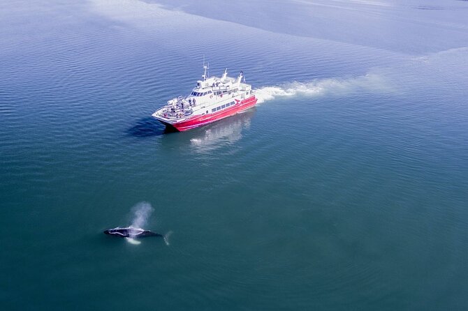 Whale Watching from the Heart of Akureyri - What you may see in the fjord