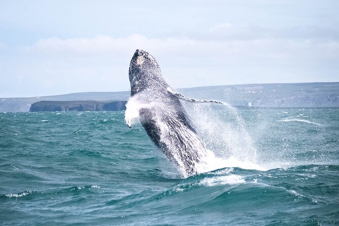 Whale Watching in Husavik - Setting out from Húsavík into Skjálfandi Bay