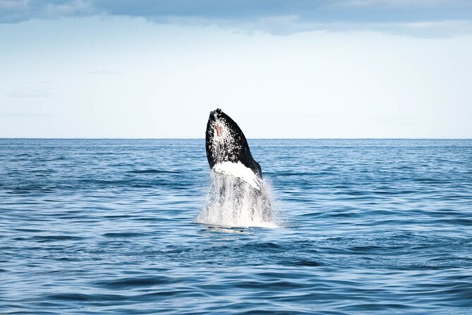 Whale Watching in Husavik - Staying warm on an Icelandic boat