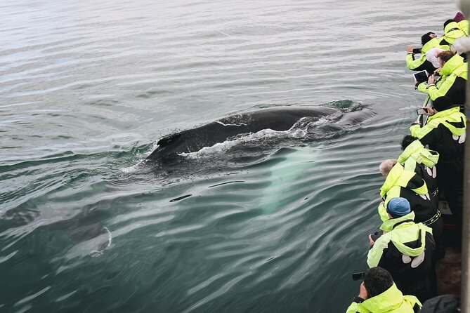Whale Watching in Husavik - What three hours on the water feels like