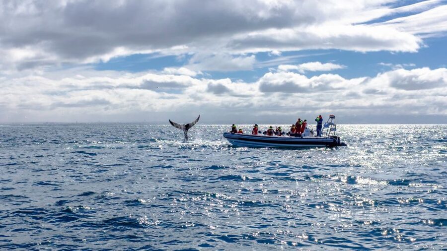 Whale Watching in Reykjavik by Speedboat - Practical details before you book