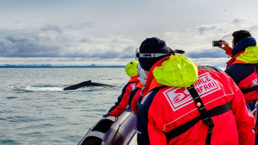 Whale Watching in Reykjavik by Speedboat - The RIB ride and its suspension seats