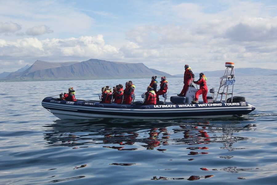 Whale Watching in Reykjavik by Speedboat - Puffin season from May through August