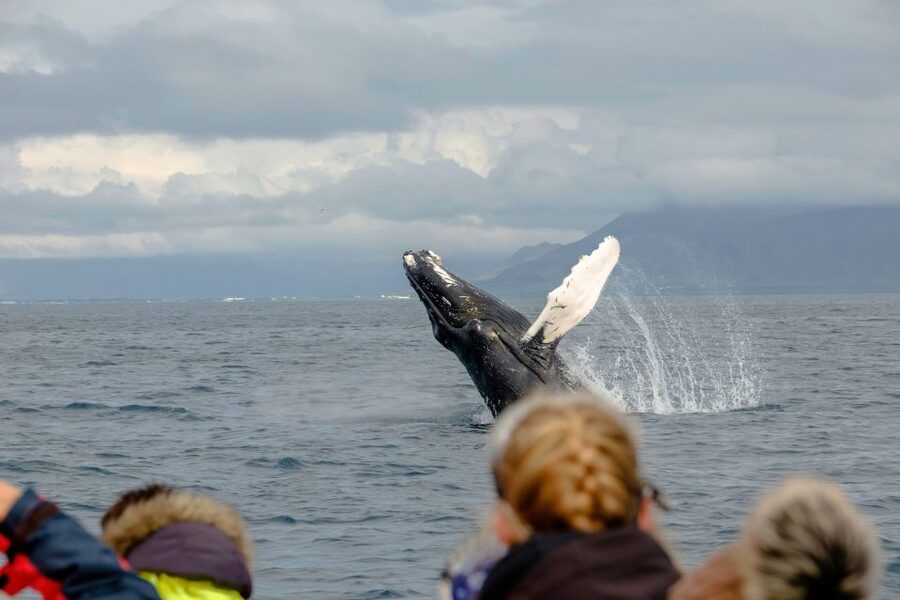 Whale Watching in Reykjavik by Speedboat - Returning past Sun Voyager and Harpa