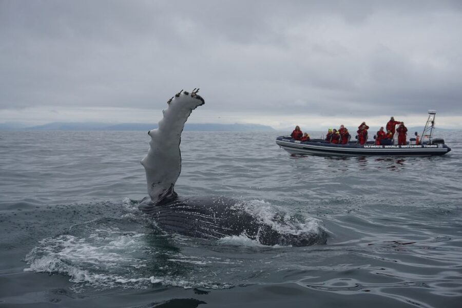 Whale Watching in Reykjavik by Speedboat - Is $200 good value?