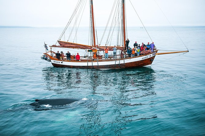 Whale Watching on a Traditional Oak Sailing Ship from Husavik - Why the schooner changes the whale-watching experience