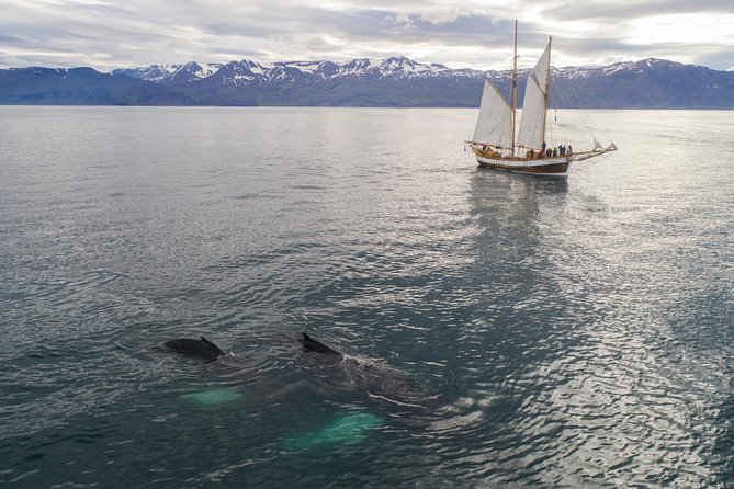 Whale Watching on a Traditional Oak Sailing Ship from Husavik - Sailing into Skjálfandi Bay