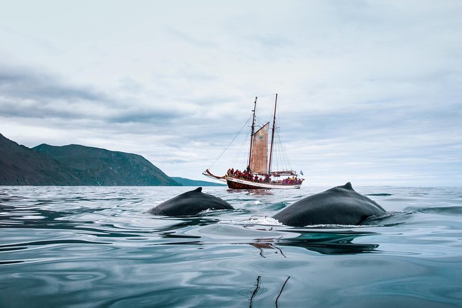 Whale Watching on a Traditional Oak Sailing Ship from Husavik - The return trip, hot chocolate, and cinnamon buns