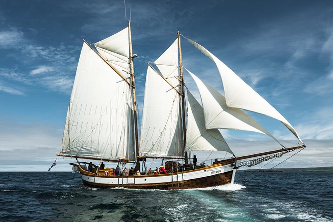 Whale Watching on a Traditional Oak Sailing Ship from Husavik - Who will enjoy this cruise most?