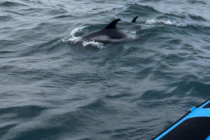 Whale Watching - RIB Boat Adventure in Kopavogur, Iceland - Is the $202 Price Worth It?