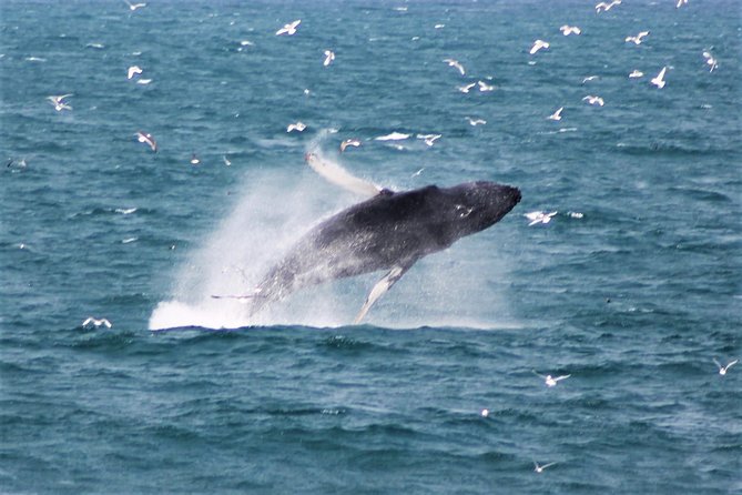 Whale Watching Tour with Professional Guide from Reykjavik - Sailing out from Reykjavik’s Old Harbour