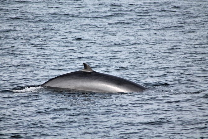 Whale Watching Tour with Professional Guide from Reykjavik - Staying warm when Iceland turns rough
