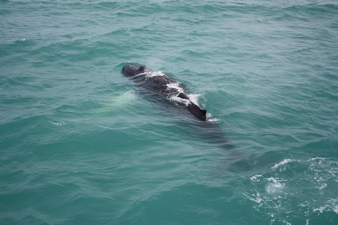 Whale Watching Tour with Professional Guide from Reykjavik - Booking, cancellation, and useful timing