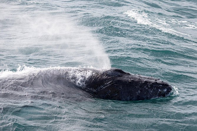 Whale Watching Tour with Professional Guide from Reykjavik - My verdict on the Reykjavik whale trip