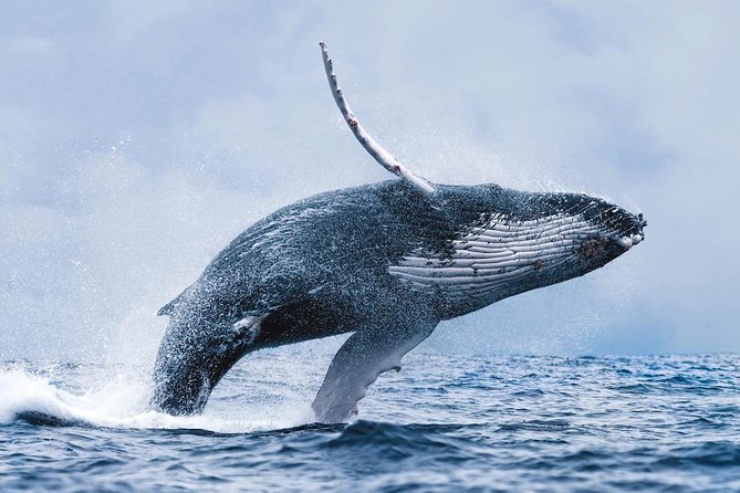 Whale Watching Tour with Professional Guide from Reykjavik - Mount Esja, Harpa, and the open-water views