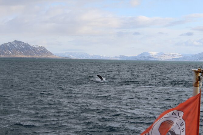 Whale Wonders Morning Expedition from Reykjavík - Key points to know before boarding