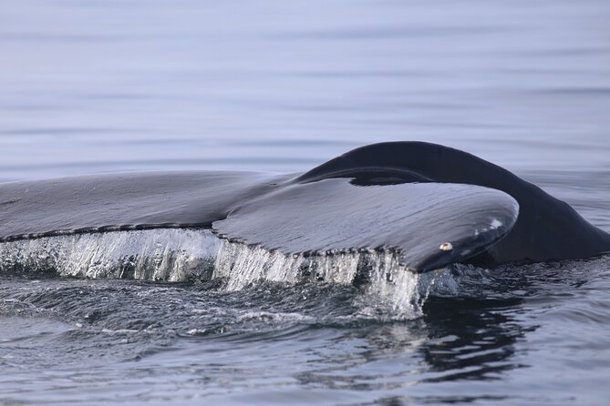 Whale Wonders Morning Expedition from Reykjavík - Heated cabins, overalls, and seasickness help