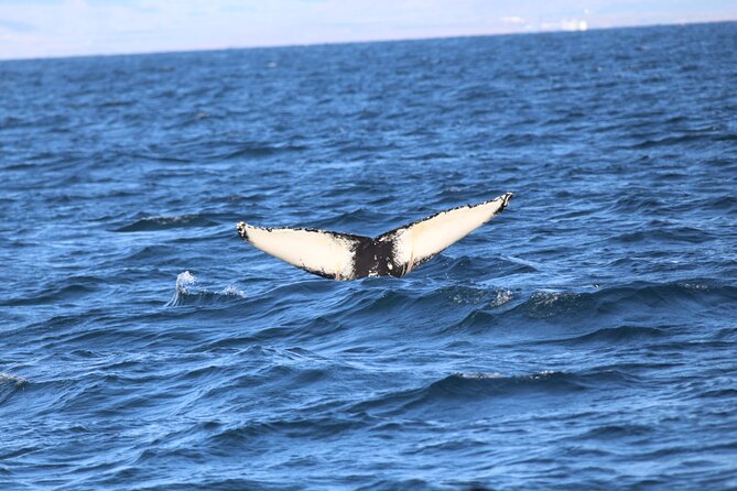 Whale Wonders Morning Expedition from Reykjavík - Is $97 a good price?