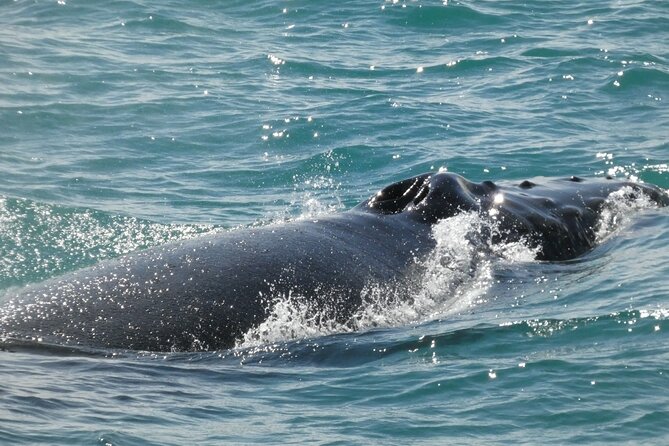 Whale Wonders Morning Expedition from Reykjavík - Who will enjoy this morning cruise?