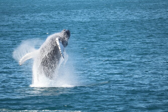 Whale Wonders Morning Expedition from Reykjavík - What the guides add to the experience