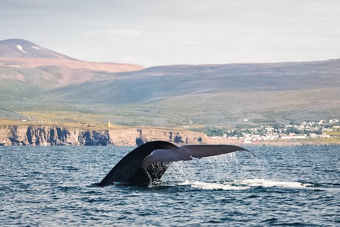 Whales and Puffins Tour from Husavik - From the Húsavík harbor to Puffin Island