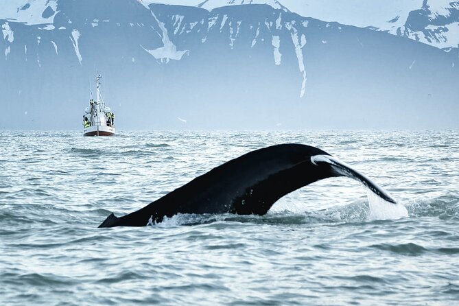 Whales and Puffins Tour from Husavik - Wildlife viewing and animal welfare