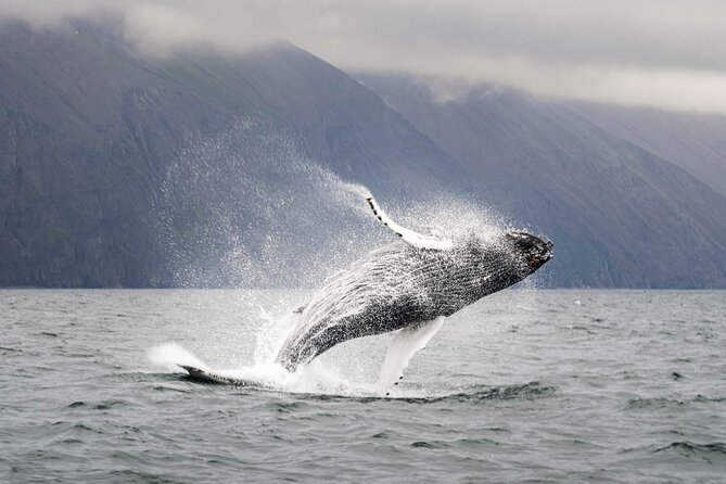 Whales and Puffins Tour from Husavik - Comfort on a cold North Atlantic boat