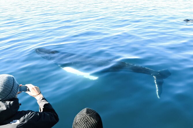 Whales and Puffins Tour from Husavik - Weather, cancellations, and a location detail to check