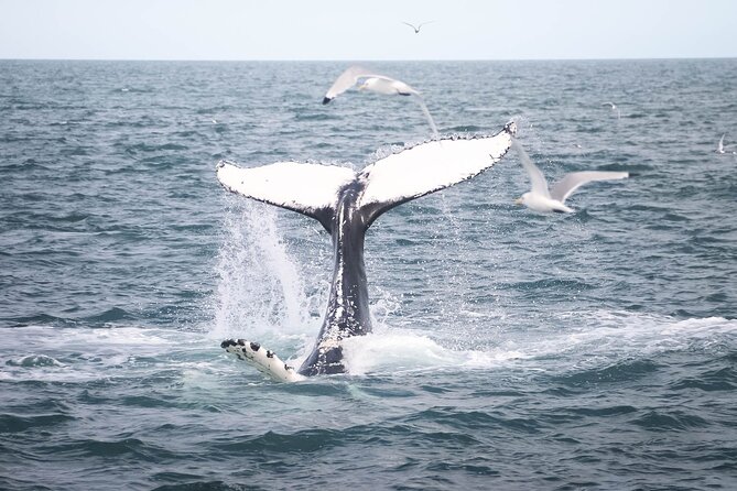 Whales and Puffins Tour from Husavik - Searching Skjálfandi Bay for whales