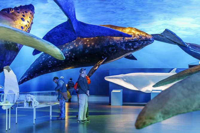Whales Of Iceland Admission Ticket - How long should you spend here?
