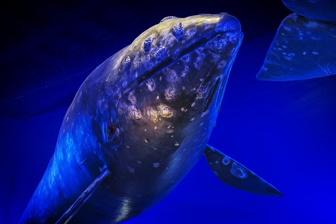 Whales Of Iceland Admission Ticket - Is $34.84 good value?
