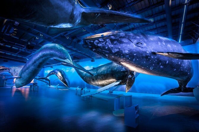 Whales Of Iceland Admission Ticket - Use the audio guide to add structure