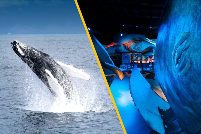 Whales of Iceland from Land and Sea - Sailing out of Reykjavik’s Old Harbor