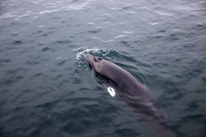 Whales of Iceland from Land and Sea - Why the Whales of Iceland museum earns its place