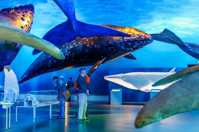 Whales of Iceland from Land and Sea - FAQ