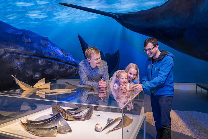 Whales of Iceland from Land and Sea - What the boat ride is really like